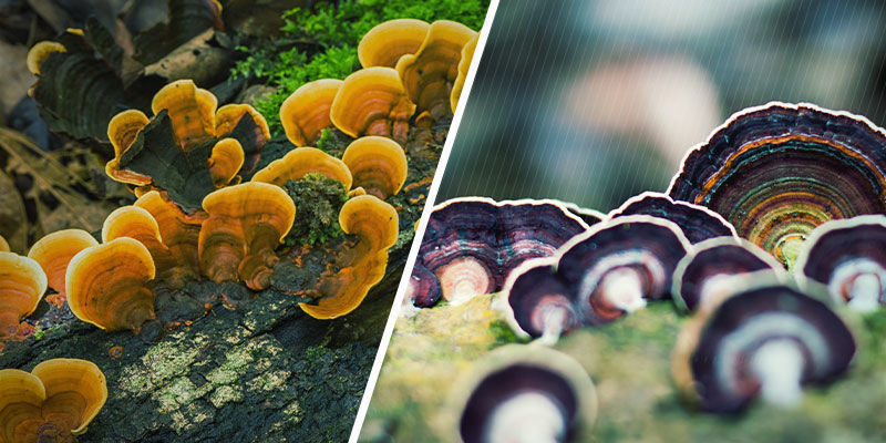 Miltä reishi-sieni näyttää? Miltä reishi-sieni näyttää