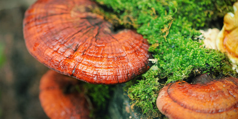 Mikä on reishi-sieni (Ganoderma lucidum)? Mikä on reishi-sieni (Ganoderma lucidum)?