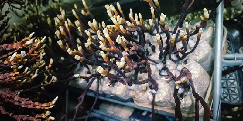 Missä reishi-sienet kasvavat? Missä reishi-sienet kasvavat
