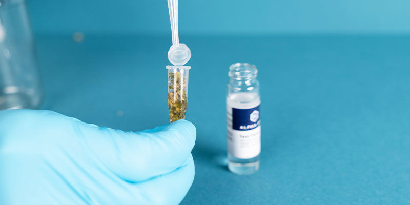 Uuta kannabinoidit nesteeseen Extract The Cannabinoids Into The Liquid