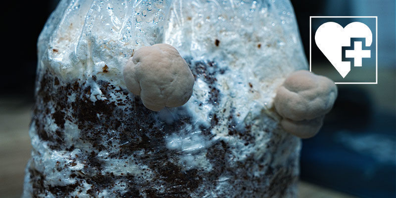 Mitä hyötyjä lion’s mane -sienestä on? Lion’s mane -sienen hyödyt