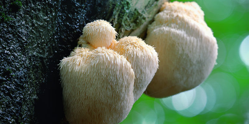Mikä on lion’s mane (Hericium erinaceus)? Lion's Mane (Hericium Erinaceus)