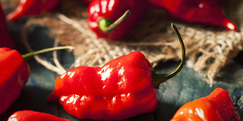 Aloita Ghost Pepperin (Bhut Jolokian) kasvatusprojektisi jo tänään Aloita Ghost Pepperin (Bhut Jolokian) kasvatusprojektisi jo tänään