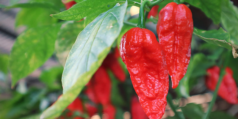 Bhut Jolokian kasvatus: vaiheet Bhut Jolokian kasvatus: vaiheet