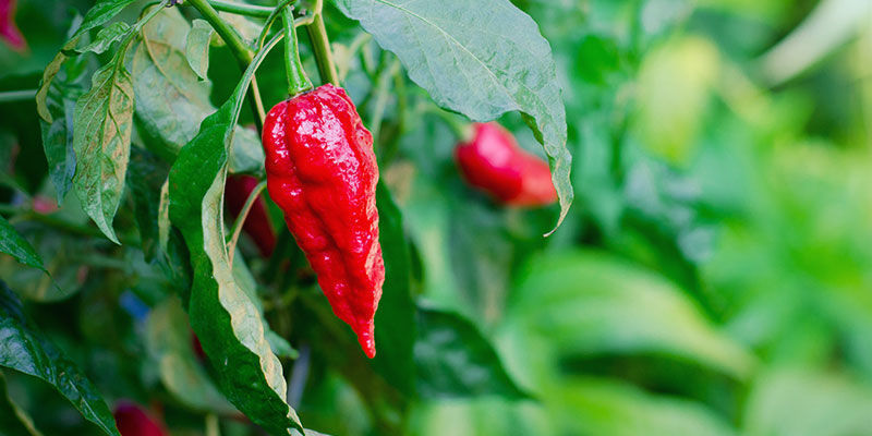 Kuinka kauan aavetulipaprikan kasvatus kestää? How Long Do Ghost Peppers Take To Grow?