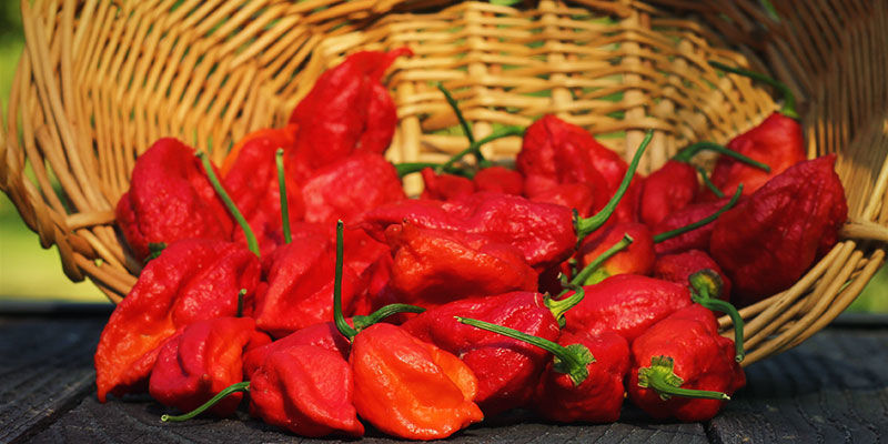 Mikä on aavechili? Mikä on aavechili?