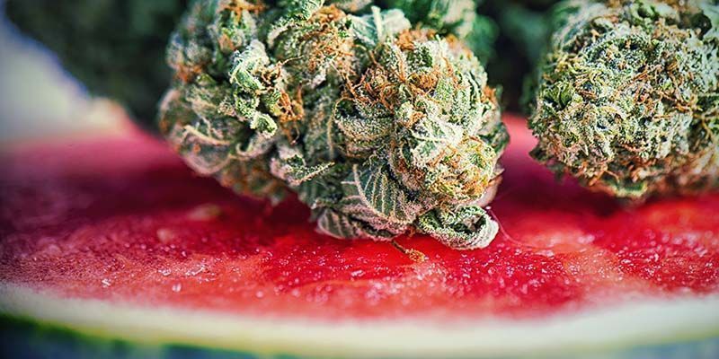Watermelon Candyn ominaisuudet Characteristics of Watermelon Candy