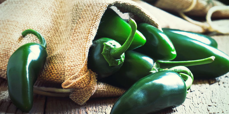 Jalapeñojen kasvatus: vaiheet Jalapeñojen kasvatus: vaiheet