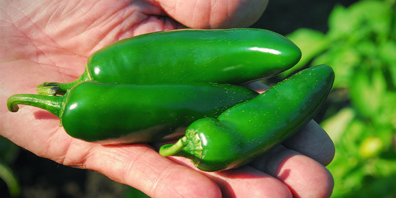 Miten ja milloin jalapeñot poimitaan Miten ja milloin jalapeñot poimitaan