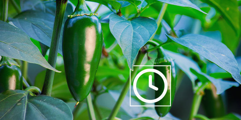 Kuinka tulisia jalapeñot ovat? Kuinka tulisia jalapeñot ovat?