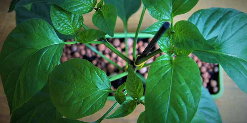 Kuinka kasvattaa jalapeñoja Kuinka kasvattaa jalapeñoja