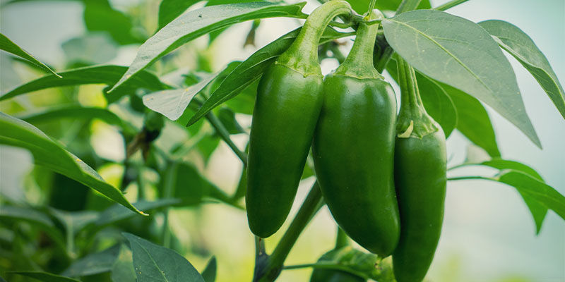Mitä jalapeñot ovat? Mitä jalapeñot ovat?
