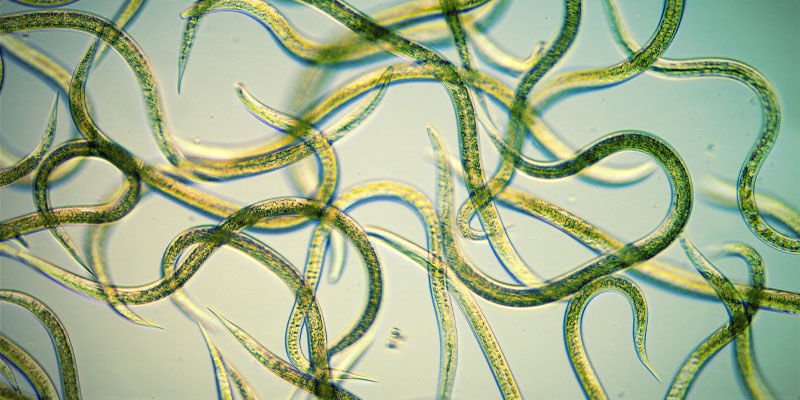 Käytä sukkulamatoja Use Nematodes