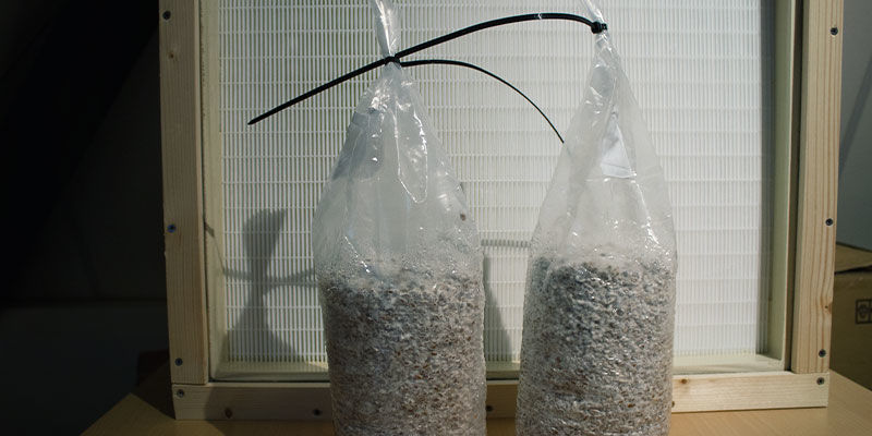 Tarvitsetko laminaarivirtauskaappia sienten kasvatukseen? Laminar Flow Hood To Grow Mushrooms