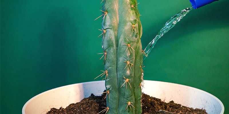Echinopsis Zamnesianan hoito Echinopsis Zamnesianan hoito