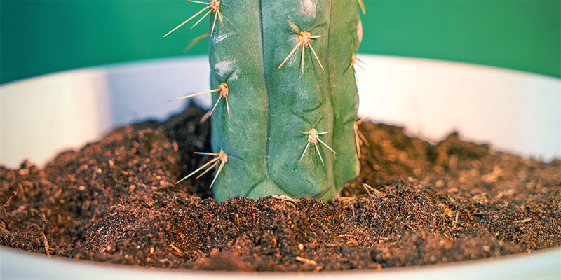 Kuinka kasvattaa Echinopsis zamnesiana Kuinka kasvattaa Echinopsis zamnesiana