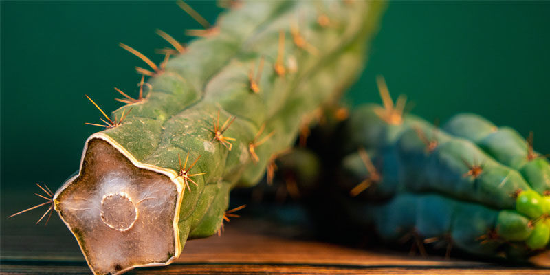 Kuinka tunnistaa Echinopsis zamnesiana Kuinka tunnistaa Echinopsis zamnesiana