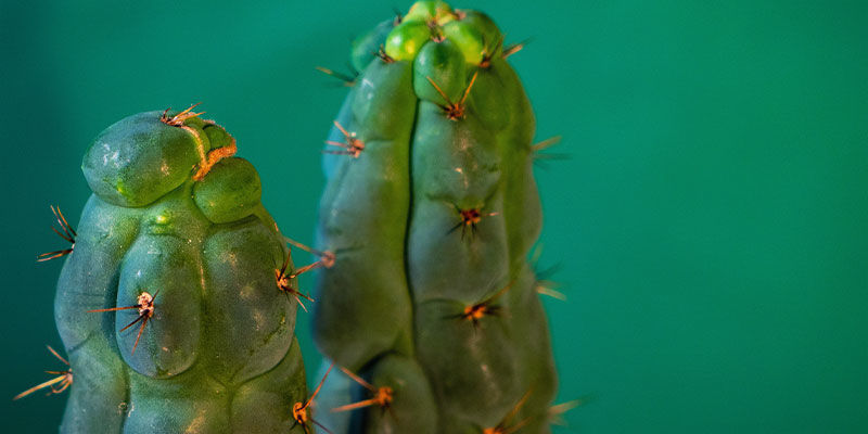 Mikä on Echinopsis zamnesiana? Mikä on Echinopsis zamnesiana?