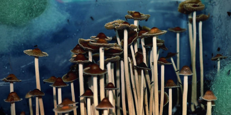 Psilocybe Samuiensis Psilocybe Samuiensis