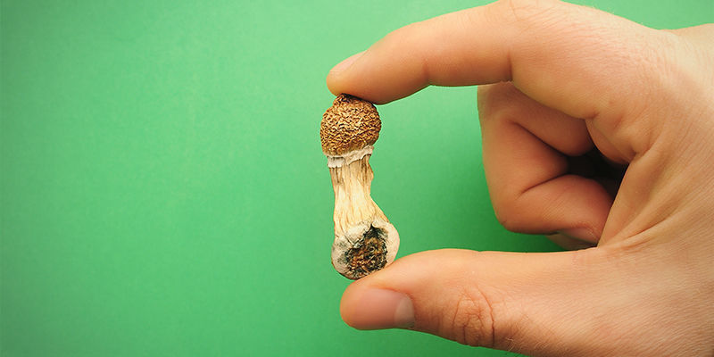 Taikasienen määritelmä The Definition Of Magic Mushroom
