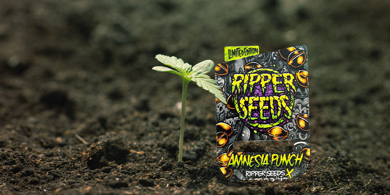 Amnesia Punchin kasvatus Growing Amnesia Punch