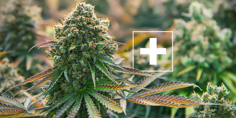 Miksi lepakon guano on hyvä kannabiskasveille? Miksi lepakon guano on hyvä kannabiskasveille?