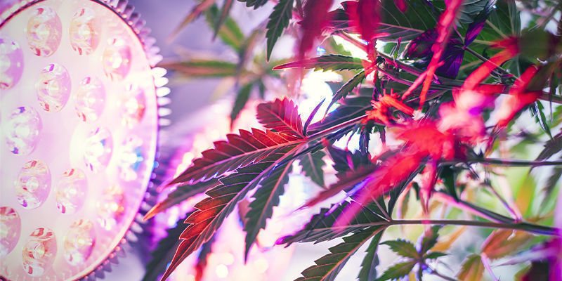 Kuinka asennat sivuvalaistuksen kannabiskasveille? Kuinka asennat sivuvalaistuksen kannabiskasveille?