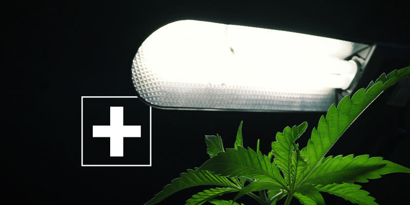 Kannabiksen sivuvalaistuksen hyödyt Kannabiksen sivuvalaistuksen hyödyt