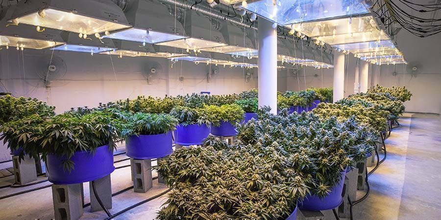Viljely Lääkekannabis vs. viihdekäyttöön tarkoitettu kannabis: viljely