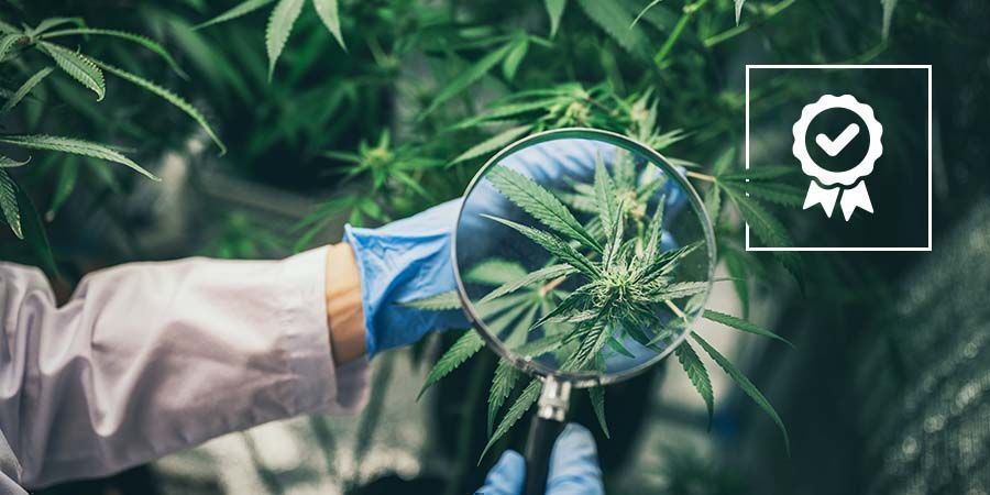 Laatu Medical Vs Recreational Cannabis: Quality