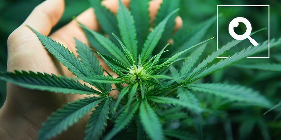 Kannabissanaston ymmärtäminen Kannabissanaston ymmärtäminen