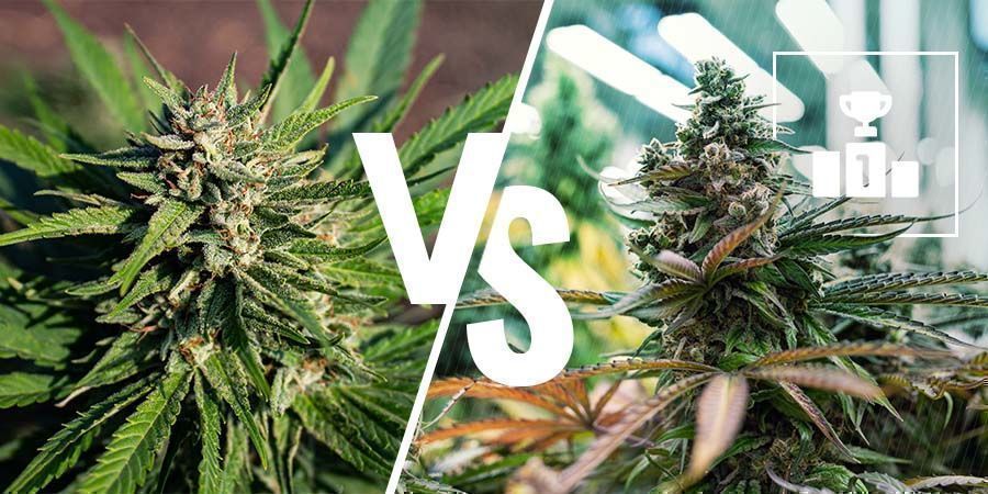 Kumpi on parempi: lääkekannabis vai viihdekannabis? Kumpi on parempi: lääkekannabis vai viihdekannabis?