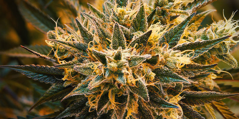 Mit&auml; delta-8-THC on?