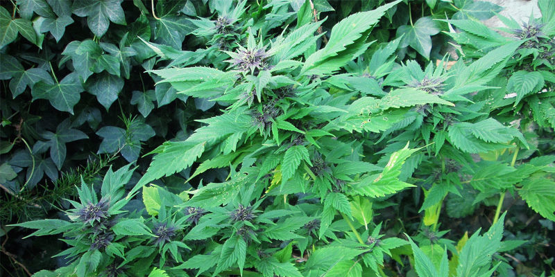 Duckfoot Cannabis Duckfoot Cannabis