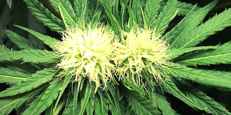 Polyploidia Polyploidy