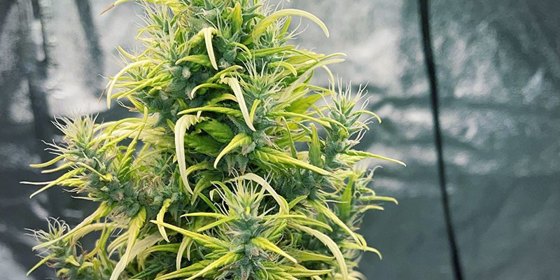 Stringy Buds Stringy Buds