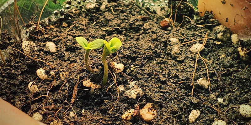 Kaksoistaimet Twin Seedlings