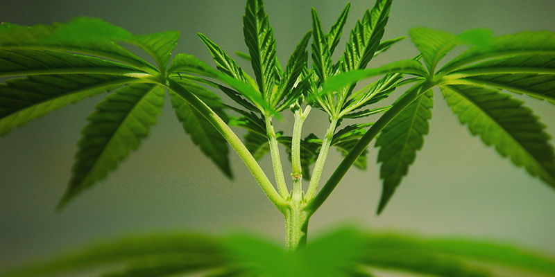 Mitä kannabiksen mutaatiot ovat? What Are Cannabis Mutations?