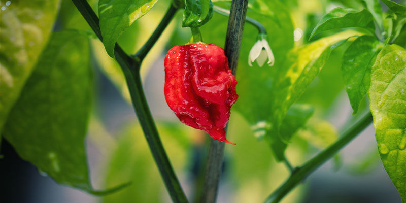 Carolina Reaper -chilit
