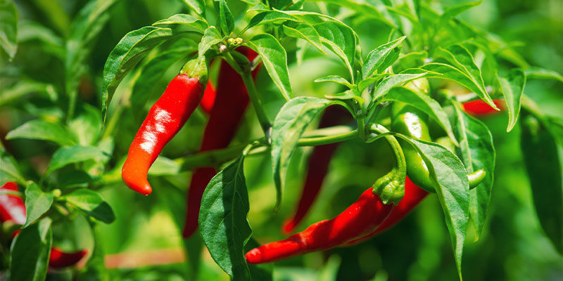 Cayenne-chilit