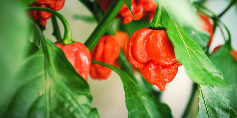 Habanero-chilit Habanero-chilit