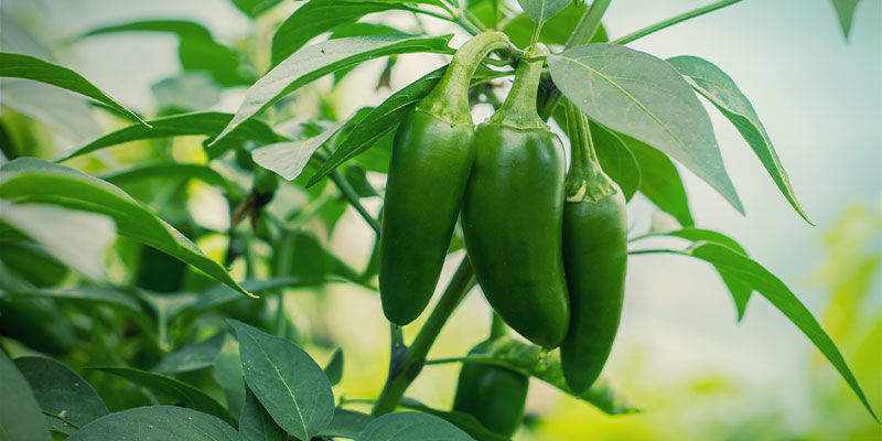 Jalapeño-chilit