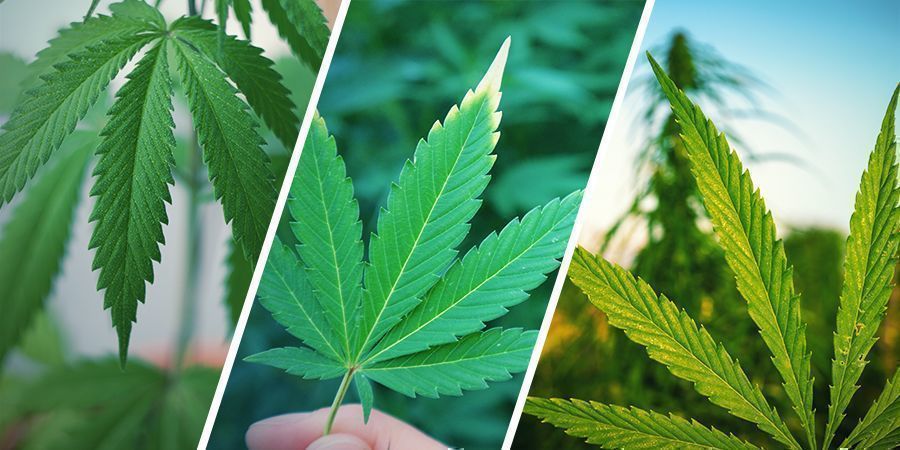Mit&auml; eroa on hampulla, kannabiksella ja marihuanalla?