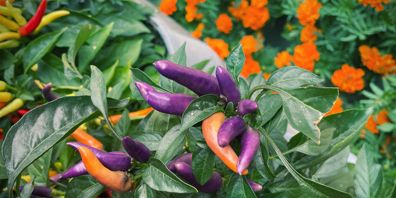 3 chilien kumppanikasvia: kukat 3 chilien kumppanikasvia: kukat