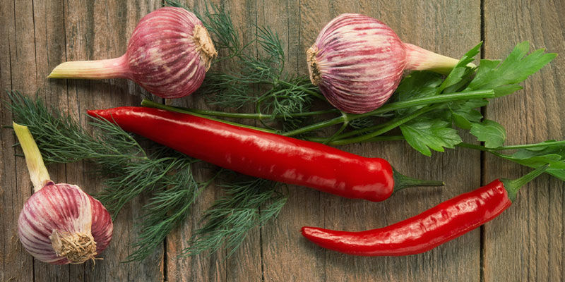 3 chilikasvin kumppanikasvia: yrtit 3 chilikasvin kumppanikasvia: yrtit