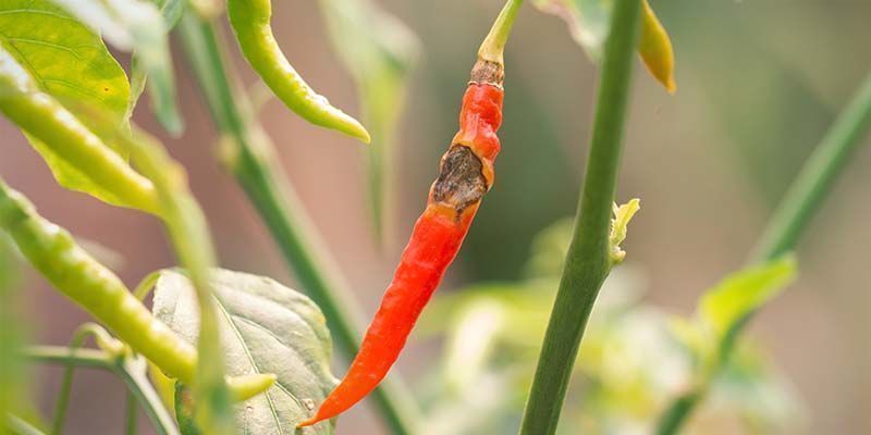 Antraknoosi Anthracnose