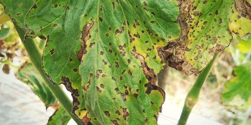 Bacterial Spot Bacterial Spot