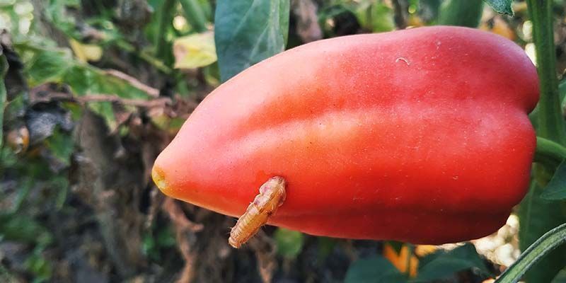 Paprikamadot Pepper maggots