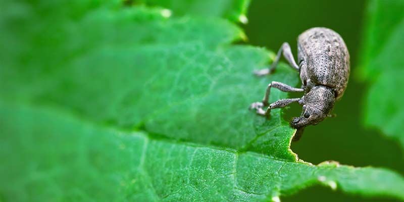Paprikakärsäkäs Pepper weevil