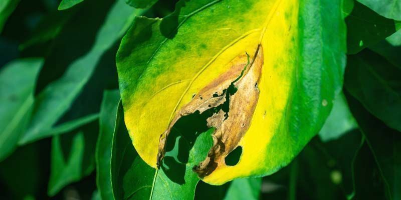 Phytophthora-rutto Phytophthora blight